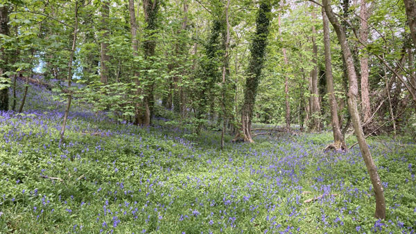 Wintons Wood