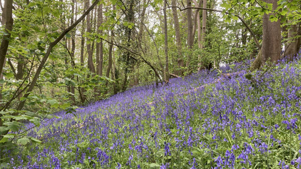 Wintons Wood